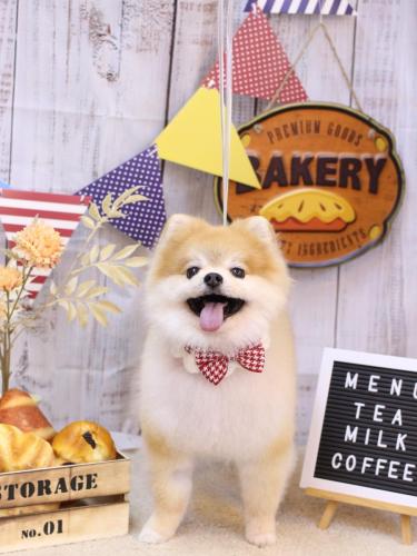 20240907モコくん